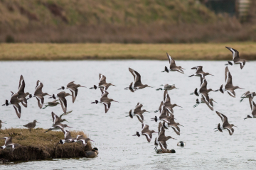 Recent Sightings 10th February 2025